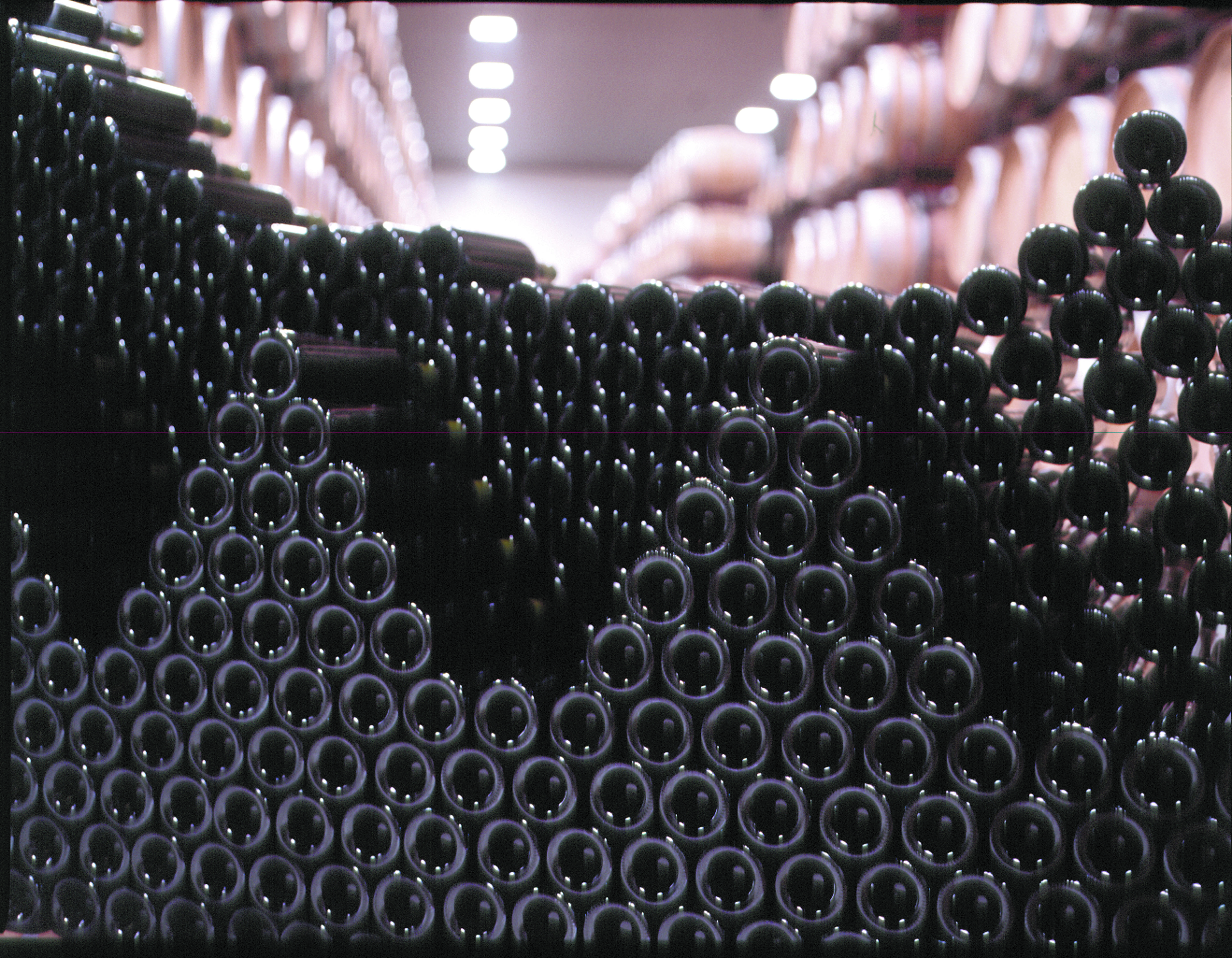 Wine bottles aging in cellar