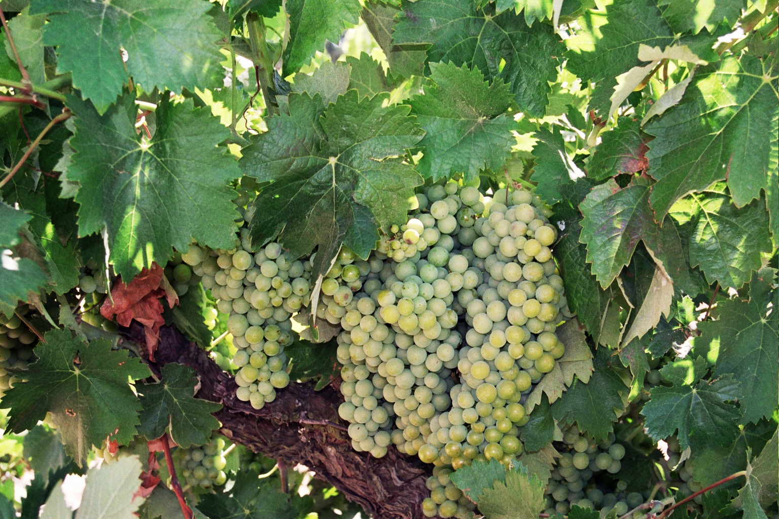 Grapes ripening on the vine