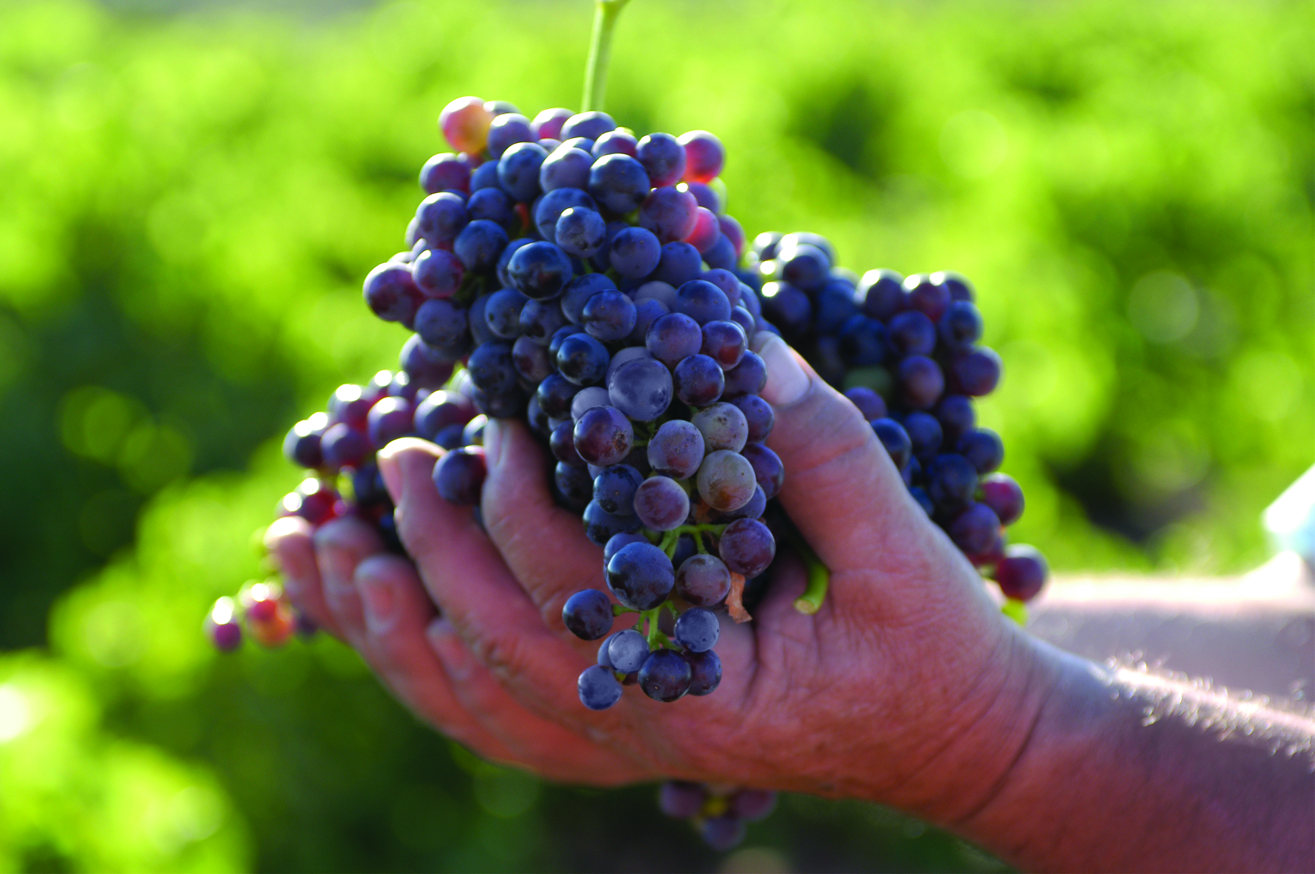Hand harvesting grapes