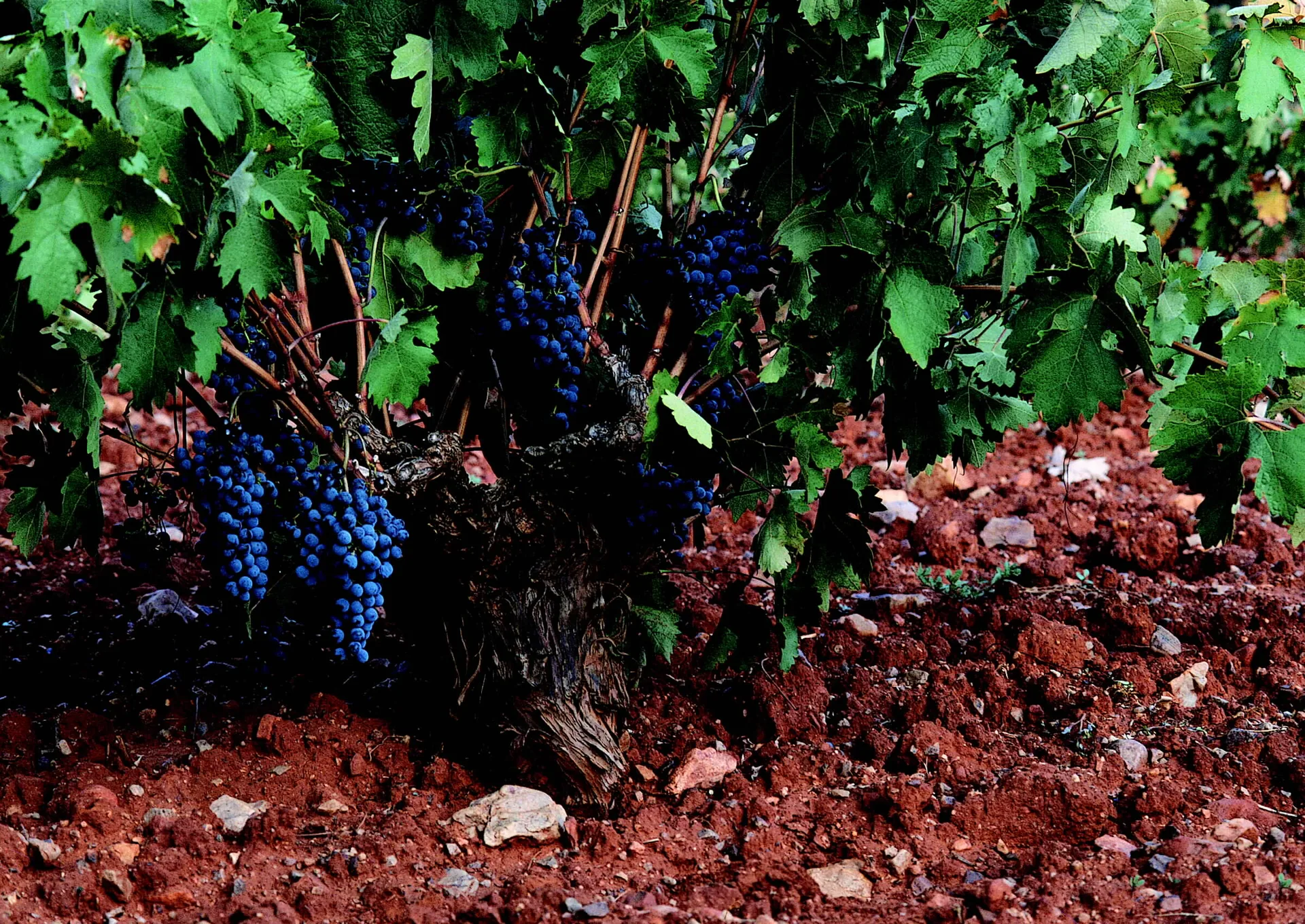 Old vine cepa