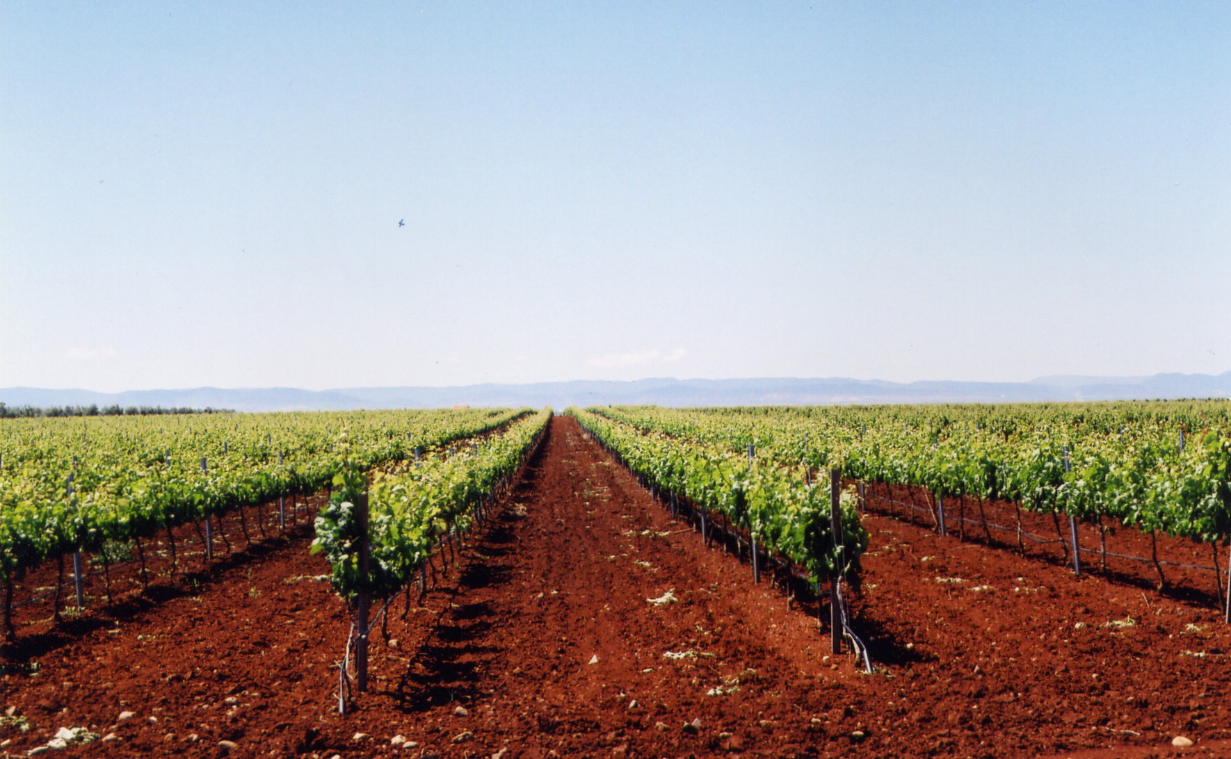 Vineyards in La Mancha region