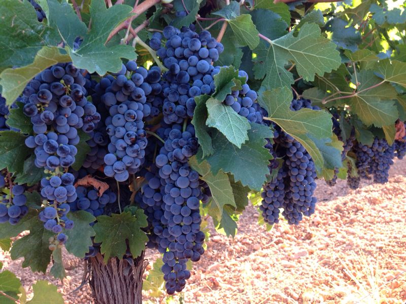 Traditional wine cellar